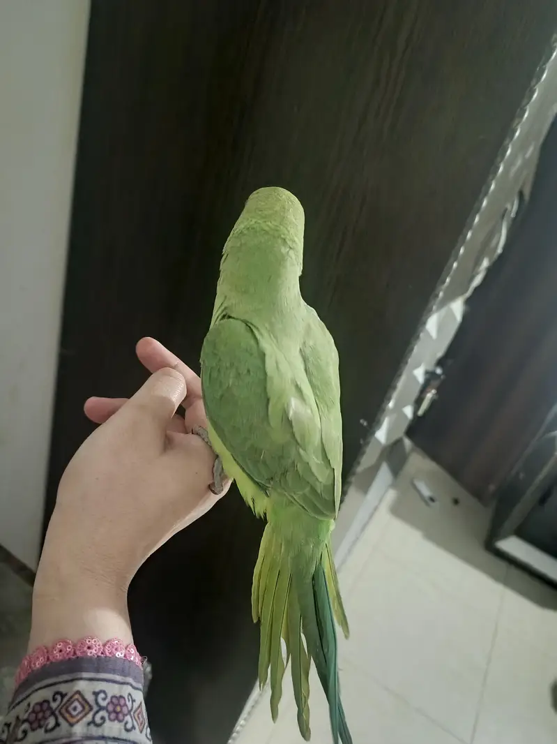 male parrot — photo 8