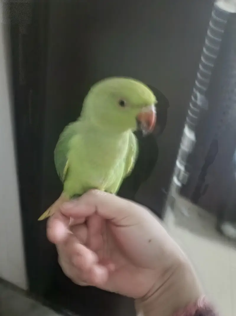 male parrot — photo 9
