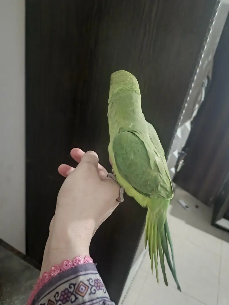 male parrot — photo 10