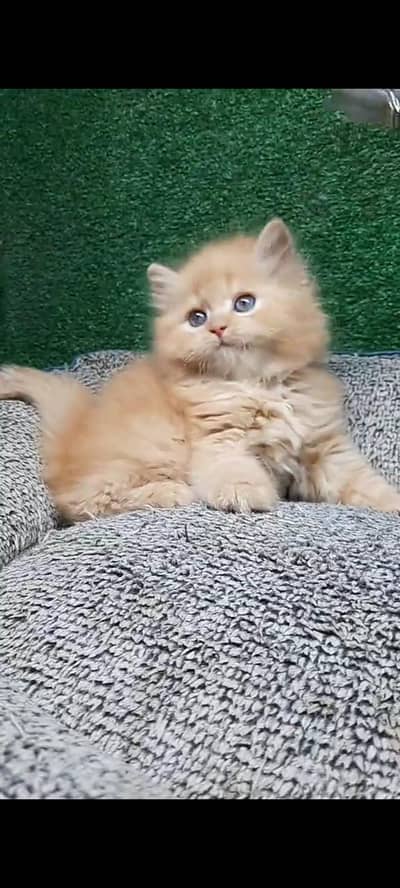 Quality Persian Punch Face cat &kittens 03476305771 WhatsApp