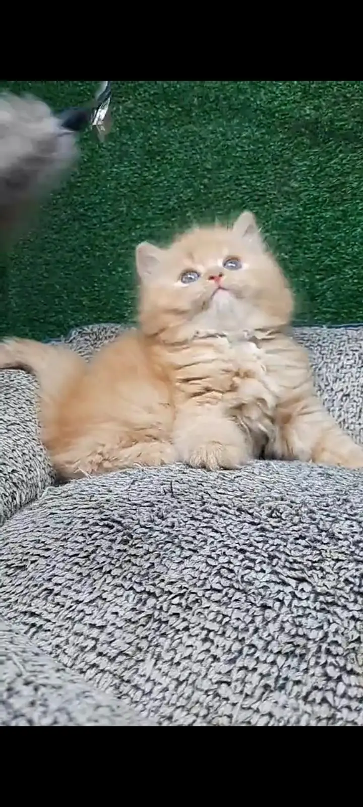 Quality Persian Punch Face cat &kittens 03476305771 WhatsApp — photo 2