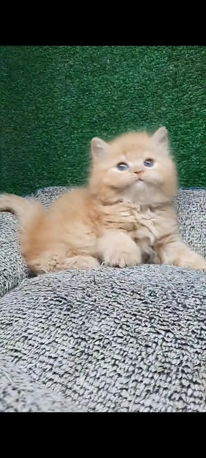 Quality Persian Punch Face cat &kittens 03476305771 WhatsApp — photo 3