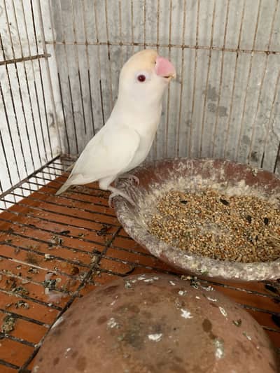 Albino Red eyes pair