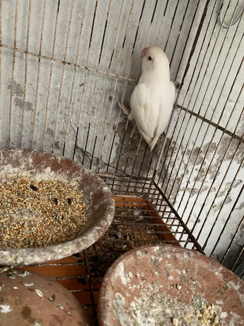 Albino Red eyes pair — photo 2