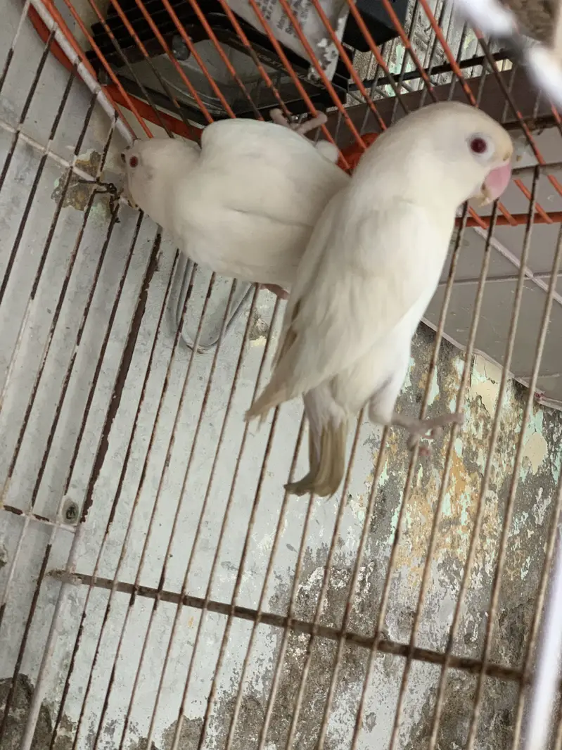 Albino Red eyes pair — photo 3