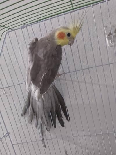 Cocktail Breeder pair for sale