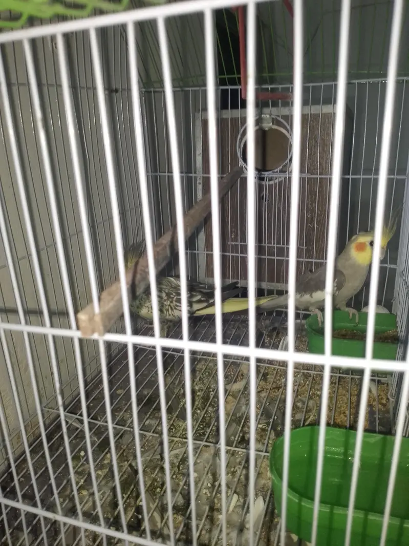 Cocktail Breeder pair for sale — photo 2