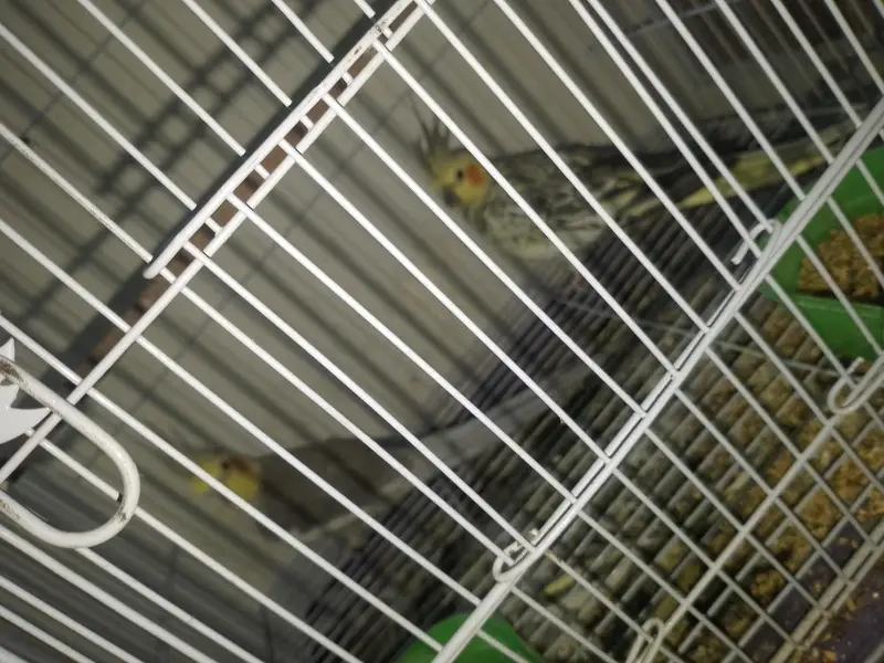 Cocktail Breeder pair for sale — photo 3