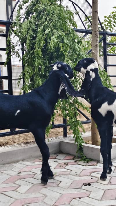breeder bache for sale