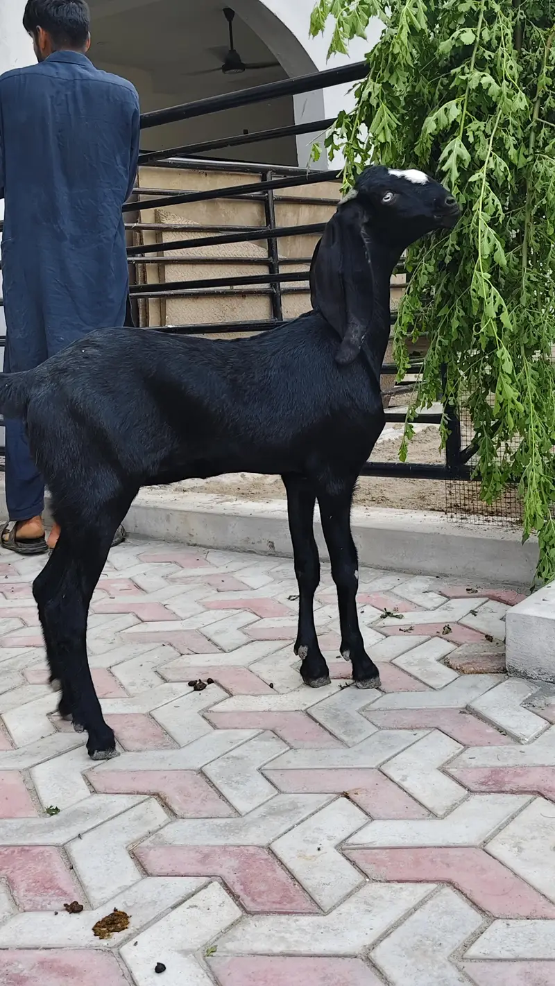 breeder bache for sale — photo 2