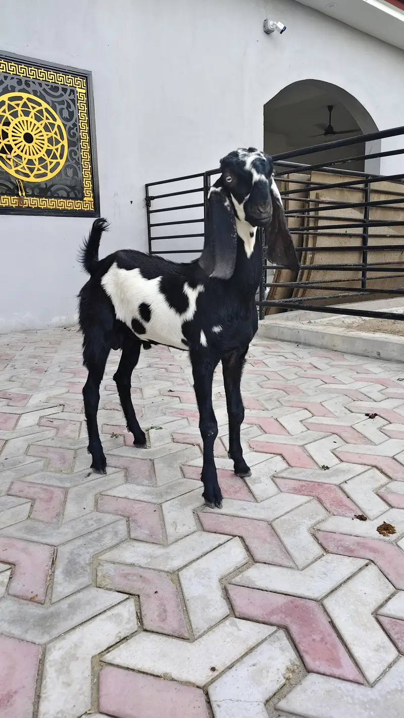 breeder bache for sale — photo 3