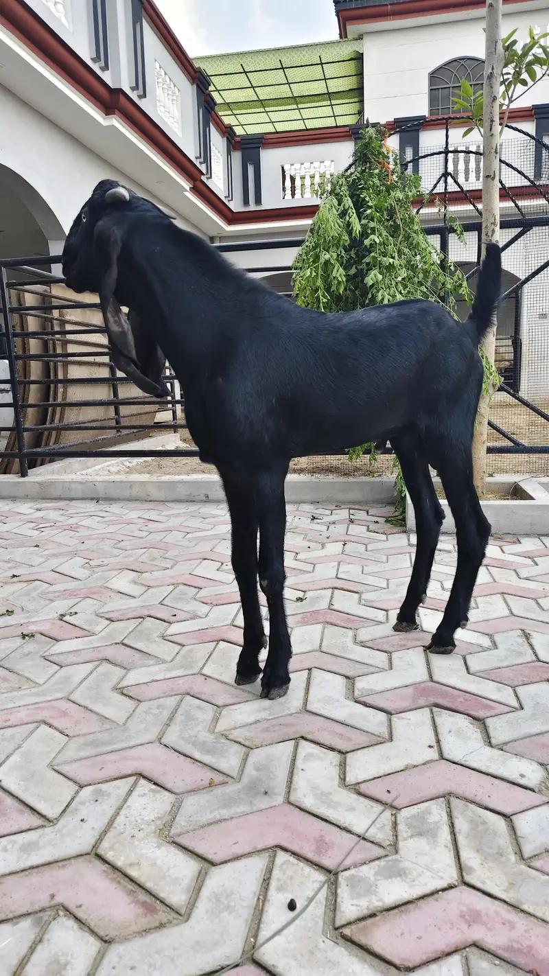 breeder bache for sale — photo 4