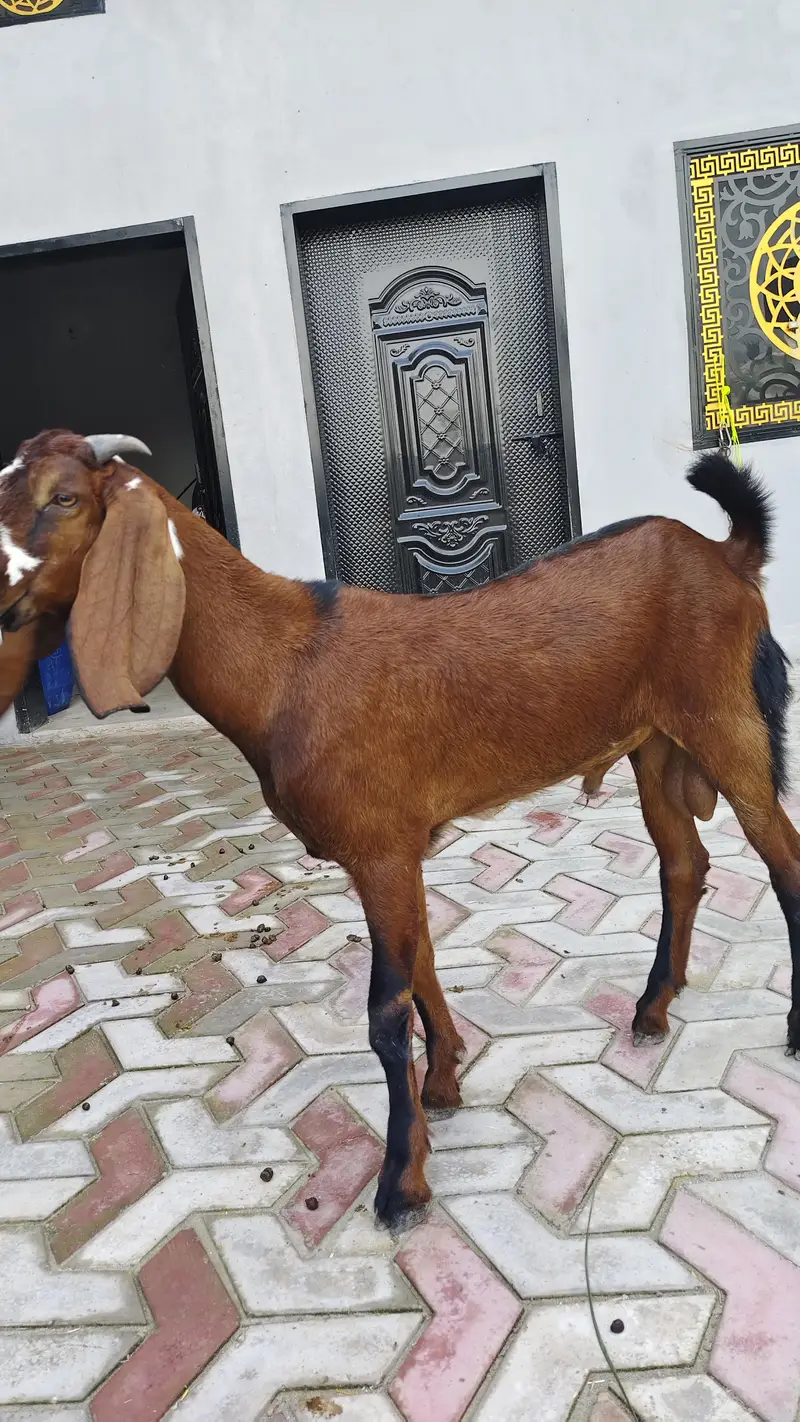 breeder bache for sale — photo 5