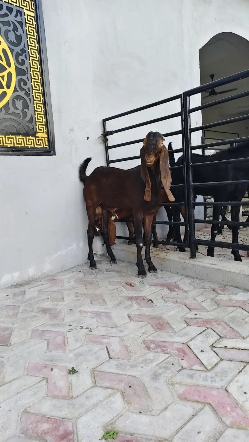 breeder bache for sale — photo 6