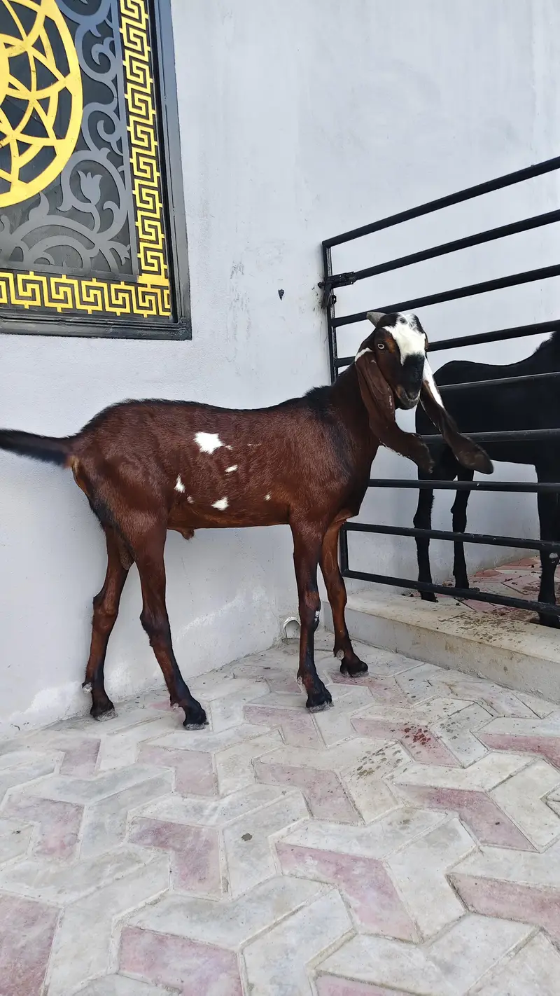 breeder bache for sale — photo 7