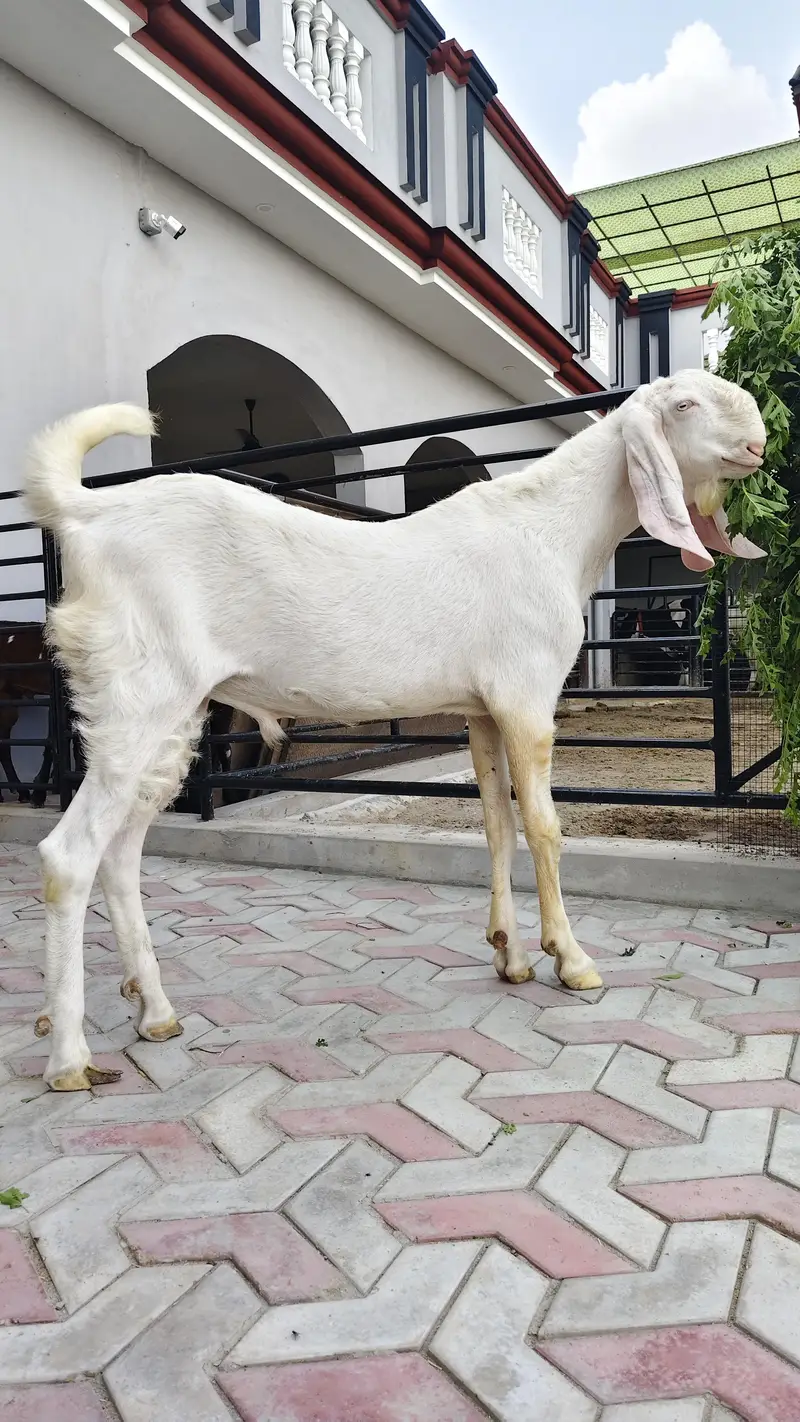 breeder bache for sale — photo 8