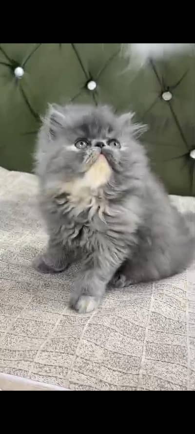Quality Persian Punch Face cat &kittens 03476305771 WhatsApp