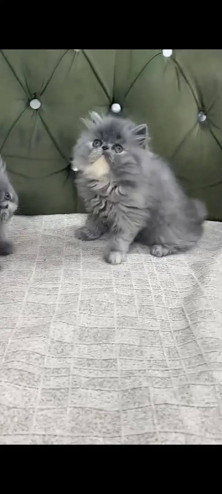 Quality Persian Punch Face cat &kittens 03476305771 WhatsApp — photo 2