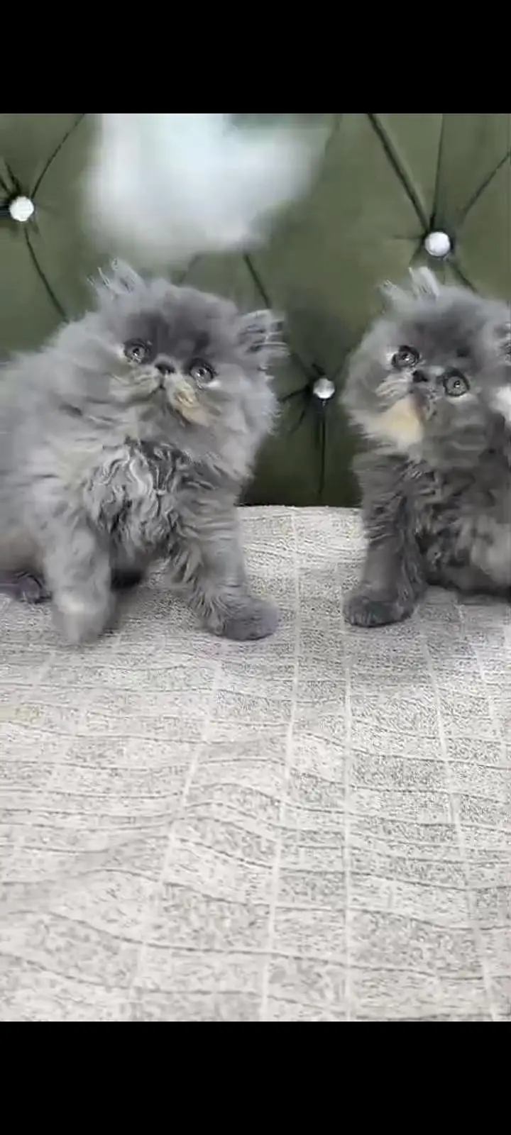 Quality Persian Punch Face cat &kittens 03476305771 WhatsApp — photo 3