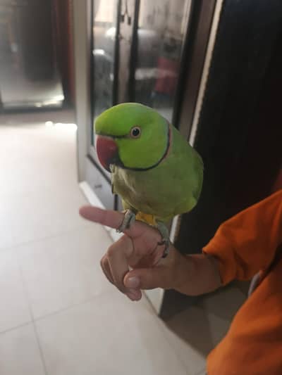 male talking parrot