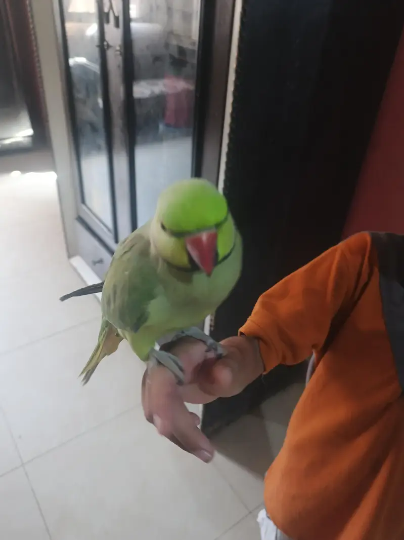 male talking parrot — photo 2