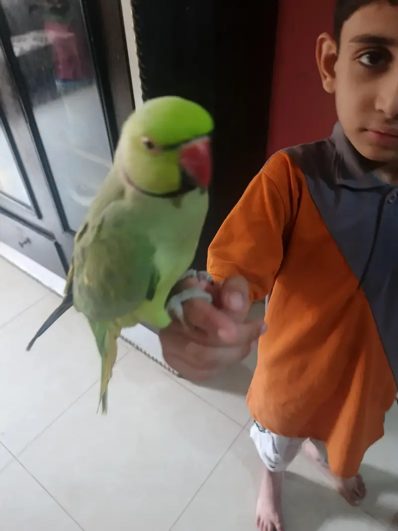 male talking parrot — photo 3