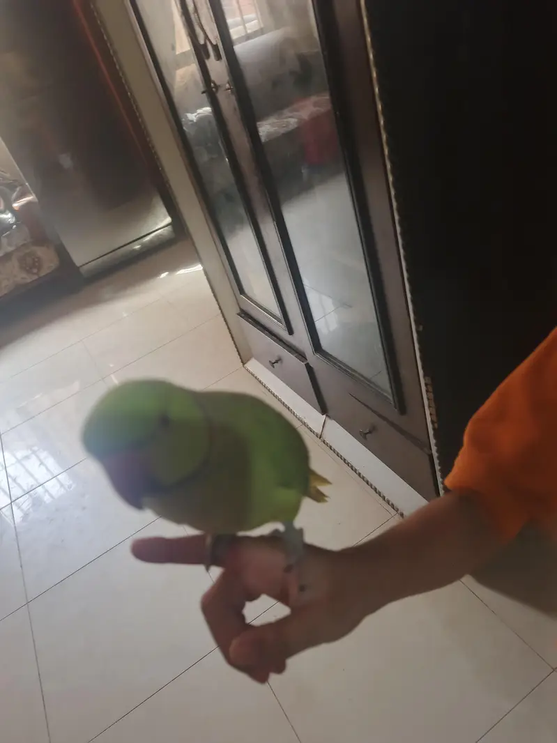 male talking parrot — photo 4