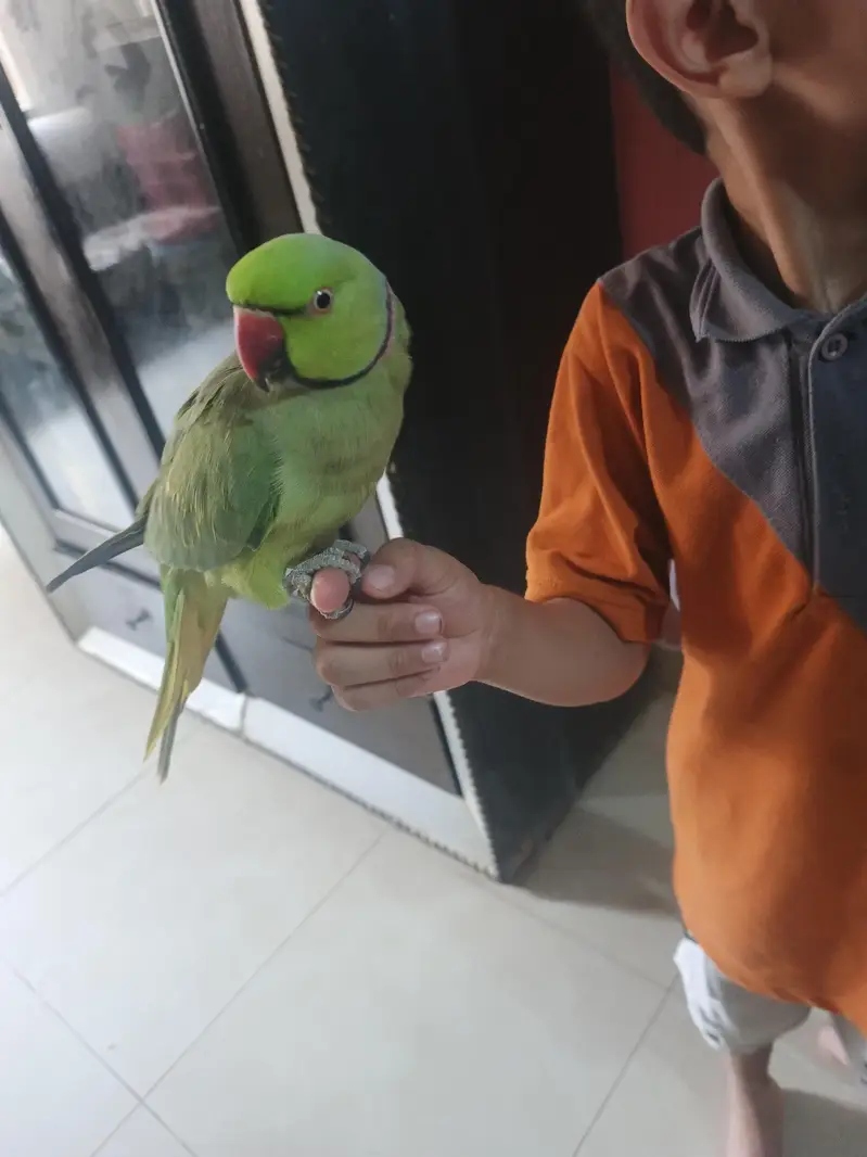 male talking parrot — photo 5