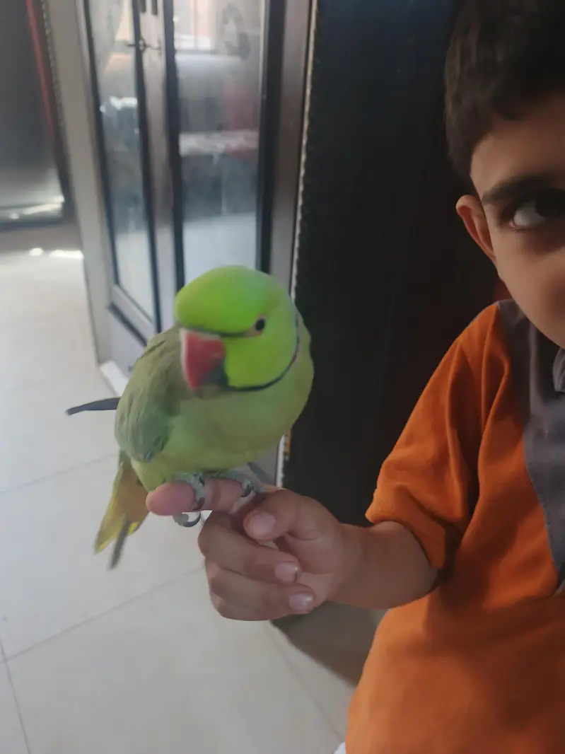 male talking parrot — photo 6