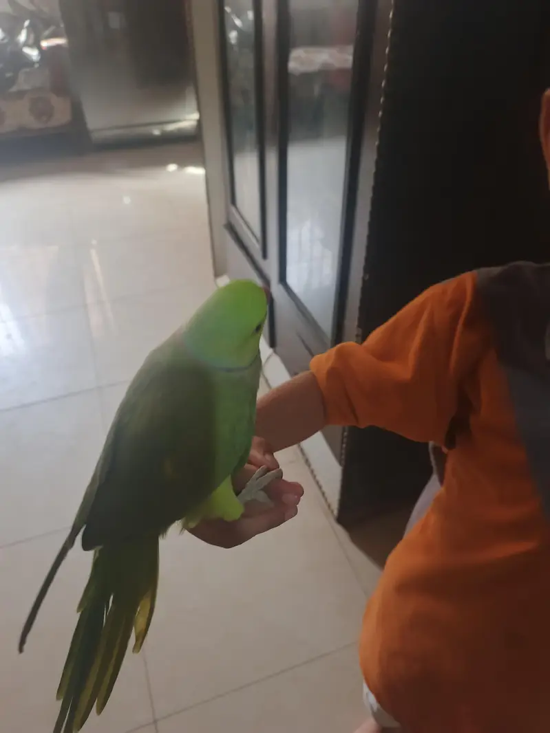 male talking parrot — photo 7