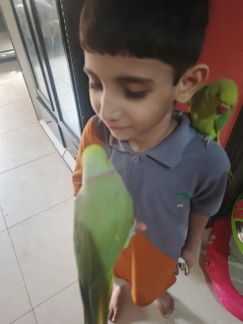 male talking parrot — photo 8