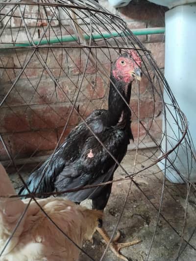 white shamo black shamo for sale