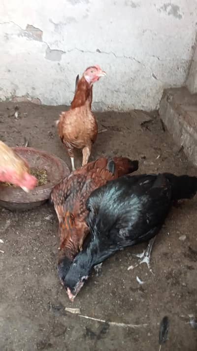aseel for sale