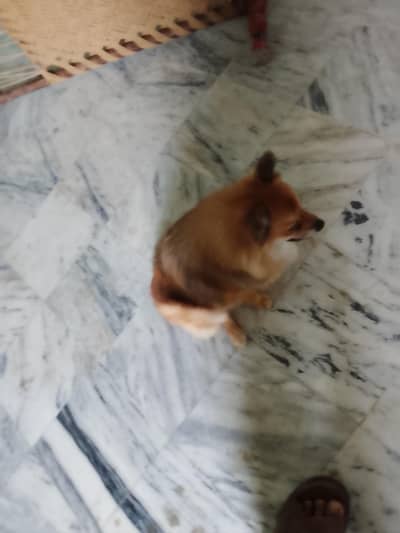 yah Pomeranian female hai breeder female hai