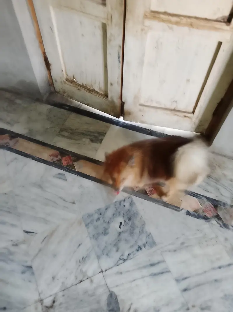 yah Pomeranian female hai breeder female hai — photo 4