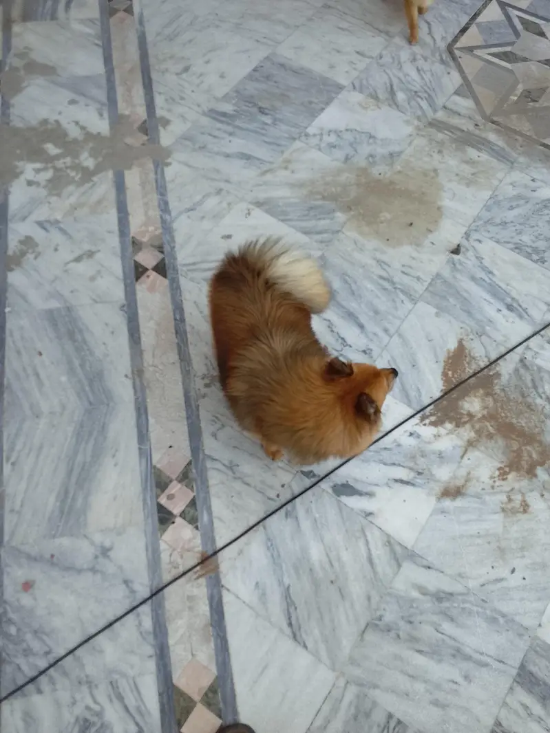 yah Pomeranian female hai breeder female hai — photo 6