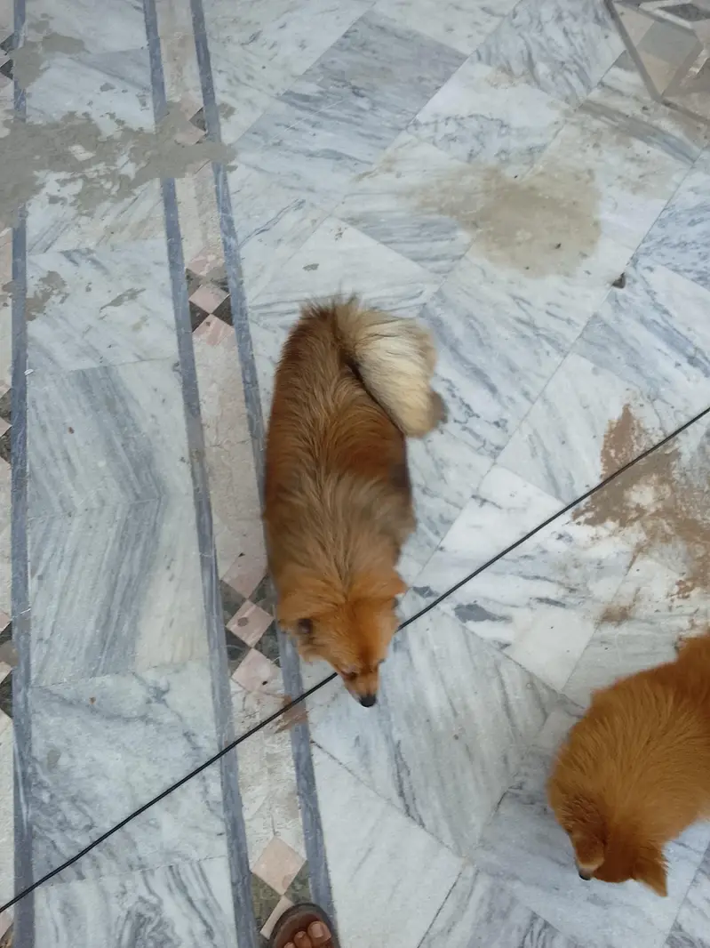 yah Pomeranian female hai breeder female hai — photo 7