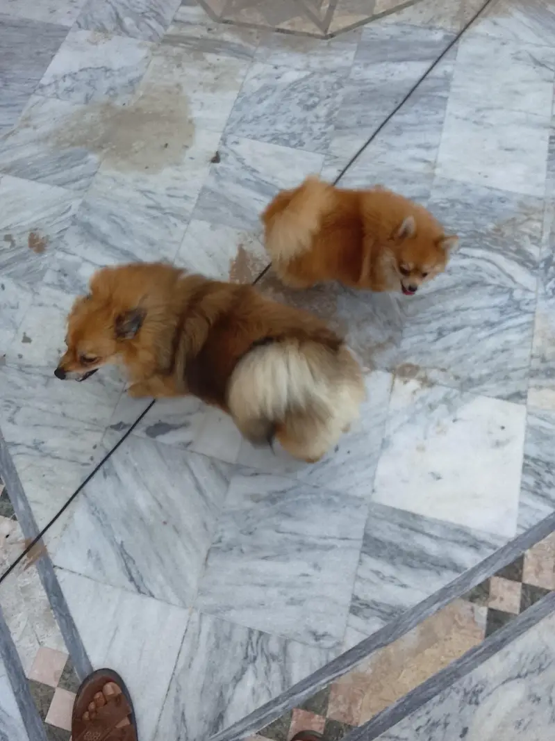 yah Pomeranian female hai breeder female hai — photo 8