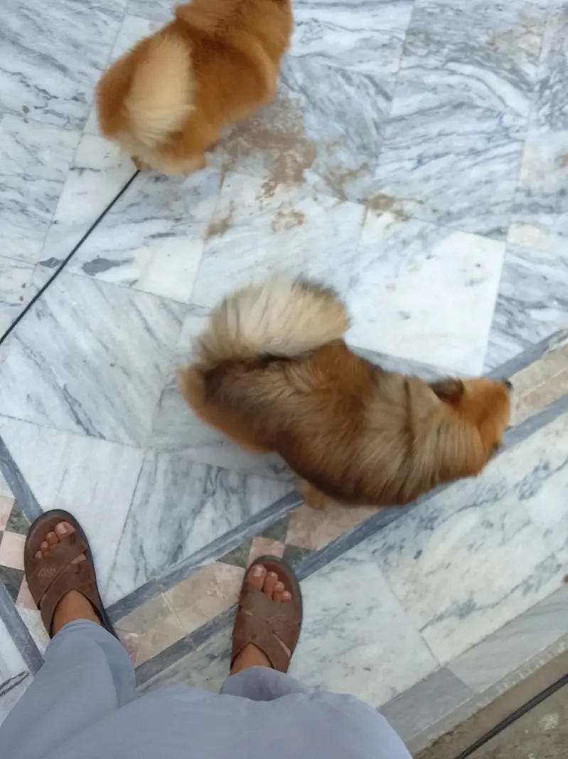 yah Pomeranian female hai breeder female hai — photo 9