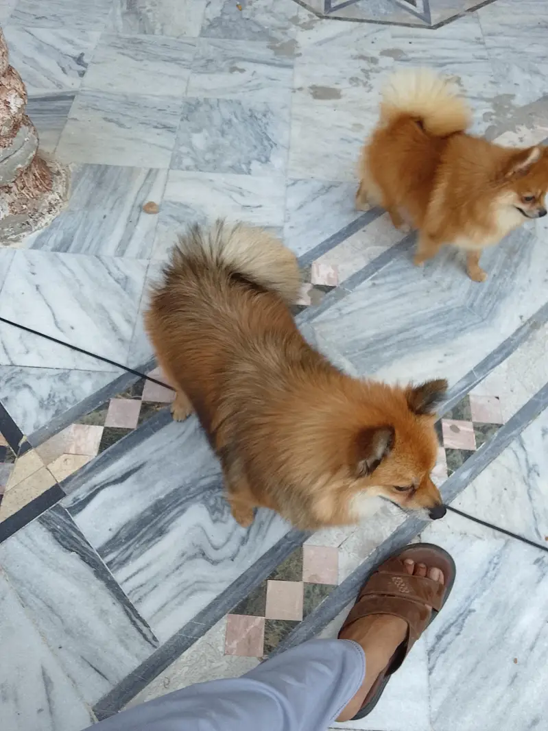 yah Pomeranian female hai breeder female hai — photo 10