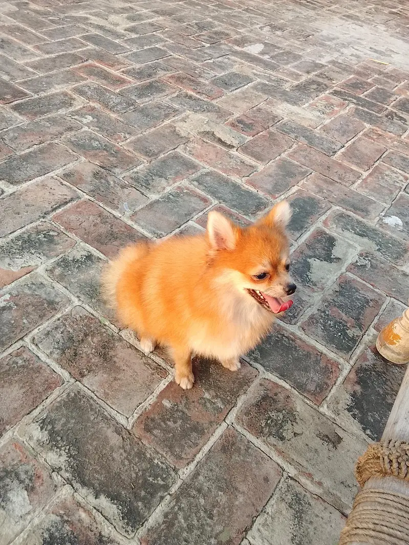 yah Pomeranian female hai breeder female hai — photo 12