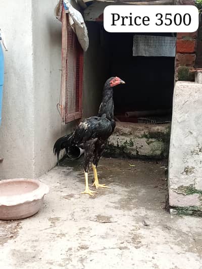 High quality Aseel pathy for sale