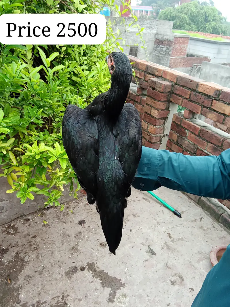 High quality Aseel pathy for sale — photo 3