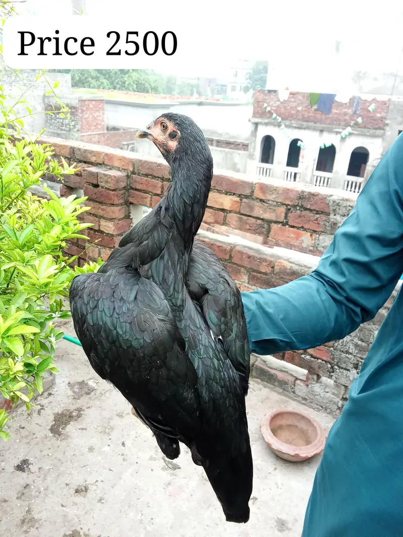 High quality Aseel pathy for sale — photo 4