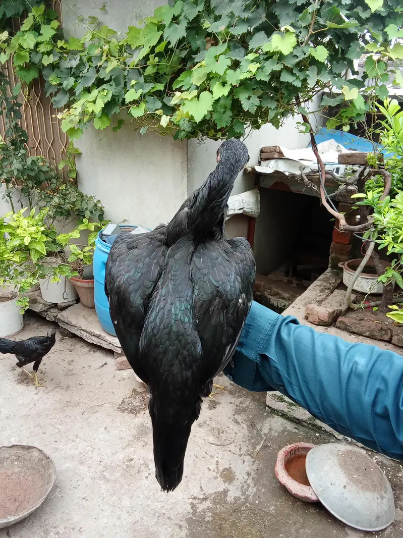 High quality Aseel pathy for sale — photo 6