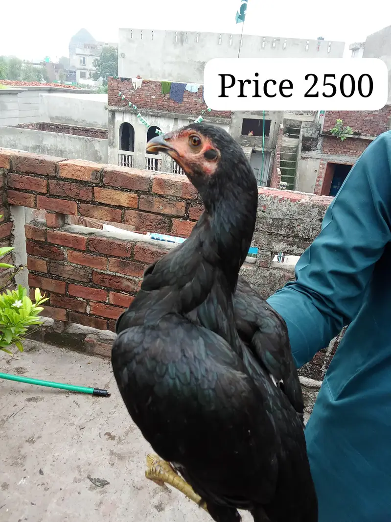 High quality Aseel pathy for sale — photo 7