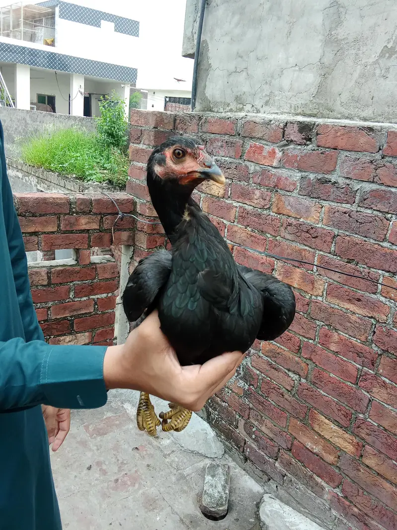 High quality Aseel pathy for sale — photo 10