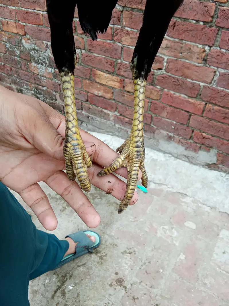 High quality Aseel pathy for sale — photo 11