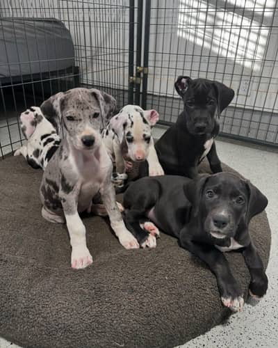 Great dane pedigree pups