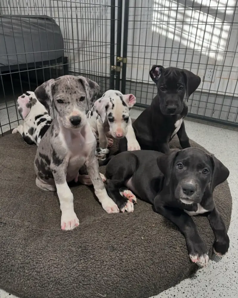 Great dane pedigree pups
